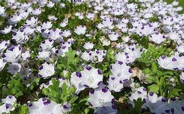 Five Spot Nemophila maculata Eye-Catching Ground Cover, 50 SEEDS D - $12.35