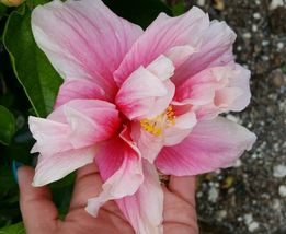 Well Rooted Tropical Double Pink Hibiscus Starter Live Plant 3 To 5&quot; Tall - £25.16 GBP