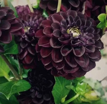MBK Beautiful Perennial Dahlia Flower Seeds 20 Pcs Pin Bulk Seeds - $245.71 MXN