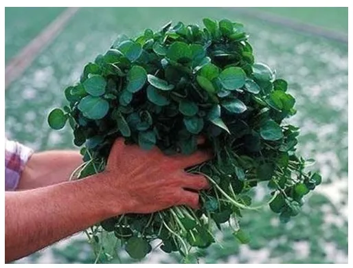 Heirloom Organic Non-GMO  Seeds of Watercress Greens Aqua Seeds  - $7.45