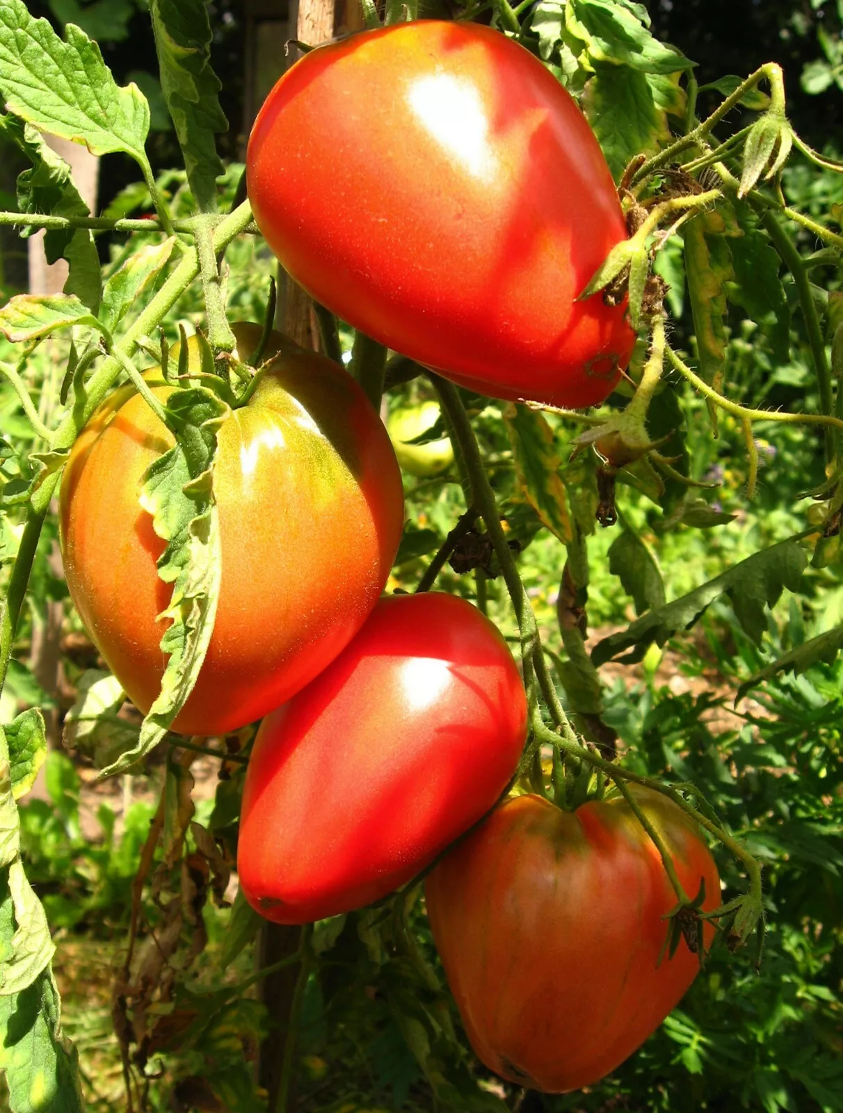 AW 30 Seeds Pink Oxheart Tomato Non Gmo Vegetable Herb Easy To Grow  - £6.97 GBP