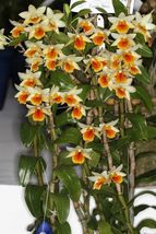 100 Yellow Red Dendrobium Orchids Flower Seeds for Garden - £9.24 GBP