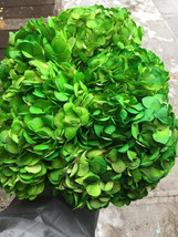 dried hydrangea 3 green hydrangeas,Preserved Dyed - £42.99 GBP