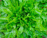 Royal Oakleaf Lettuce Seeds 500 Seeds Non-Gmo  Fast Shipping - $7.99