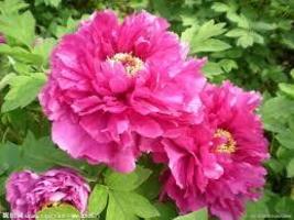 Feral Luoyang Red Peony Plants with Big Red Flowers, 8 seeds - £19.10 GBP