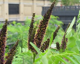 Amorpha Fruticosa (Indigo Bush) 50 seeds - £1.08 GBP