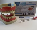 Dental Typodont Anatomy Teaching Model with Removable Ivorine Teeth Univ... - $44.99