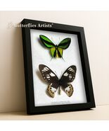 Rare Birdwing Ornithoptera paradisea ssp. Pair Real Butterflies Framed Shadowbox - $1,499.00