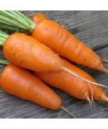 1000+ Chantenay Carrot Seeds – Sweet, Crisp, Non-GMO Heirloom Variety - €14,19 EUR