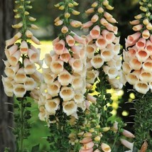 THJAR Peach Surprise Foxglove Flower Seeds - $4.97