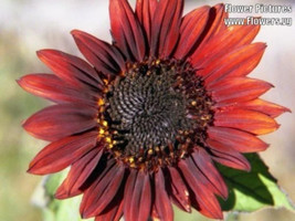 25 Seeds Red Velvet Queen Sunflower Helianthus Annuus Flower  - $9.68