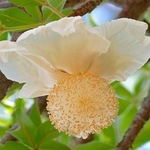 Adansonia Digitata Baobab Judas Fruit Monkey Bread Cream Of Tartar 5 Seeds - £21.53 GBP