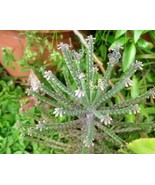 10+ Mother of millions Thousands Kalanchoe Succulent Chandelier Plant Ma... - $8.14 CAD