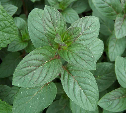 100 Peppermint Seeds-1093