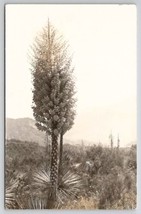 Azusa California RPPC Beautiful Flowering Cactus Tree Postcard F21 - £11.92 GBP