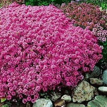 Aubrieta Pink Rock Cress Flower 100 Pure Seeds Plants Garden Planting - £4.78 GBP