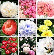 20 seeds Double Blooms Peony Heirloom Sorbet Robust Paeonia Flower Pot T... - £6.29 GBP
