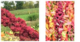 RED Head Quinoa Grain Chenopodium Quinoa Pink &amp; Red Heads White 200 Seeds - £13.38 GBP