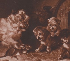 Mother Dog W/ Rat Teaching Puppies a Lesson Antique Sheahan&#39;s Comic Postcard - £5.53 GBP