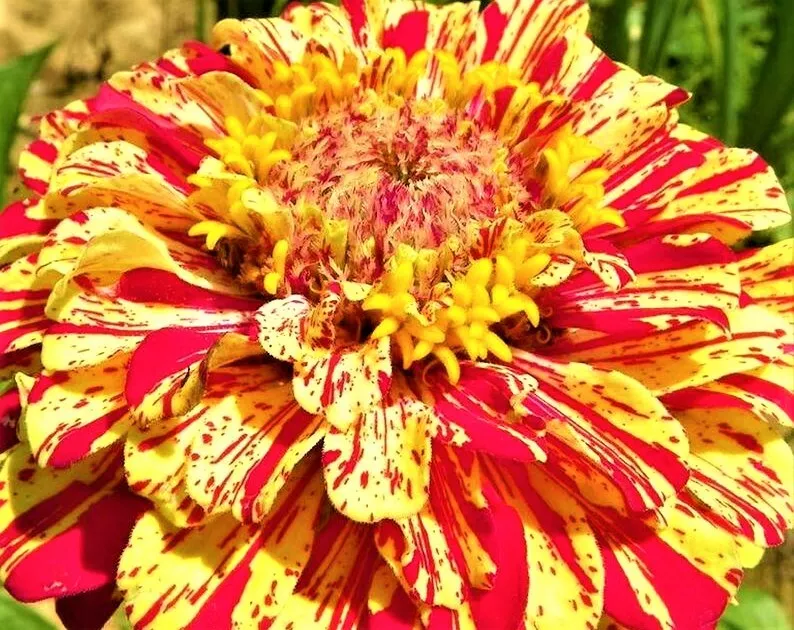 Zinnia Seeds Peppermint Stick 100+  Seeds NON-GMO   - $3.89