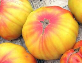 80 Seeds Old German Tomato Open Pollinated - £6.69 GBP