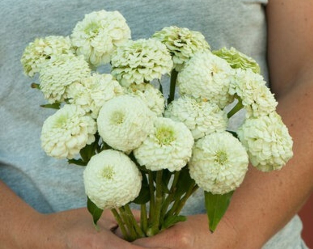25 Zinnia Oklahoma White seeds New Fresh US Shipping - $9.38