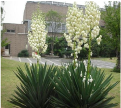 Yucca Bonsai, DIY Potted Plants, Indoor/Outdoor Pot Seed Germination Rate of 95% - £4.86 GBP