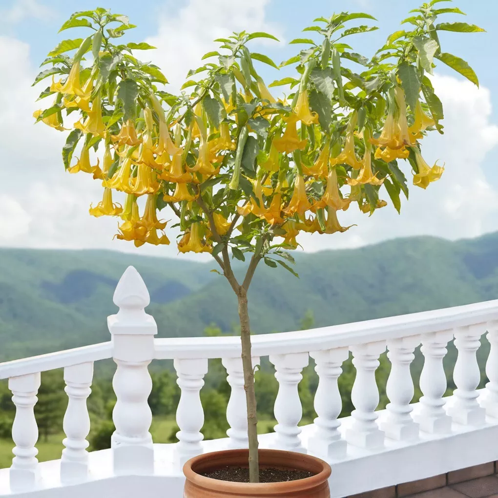 Angel’s Lemon Zest house plant- garden- flowers 15+ Seeds - £6.55 GBP