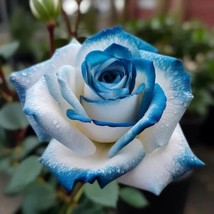 20Pcs Sapphire Gem Twin Rose Seeds  Nature&#39;S Sparkling Treasures For Your Garden - $12.95