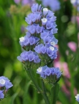 Blue Sea Lavender 30 Seeds - $10.54