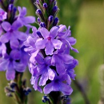 Verbena Stricta Hoary Vervain Seed Fresh Seeds - £9.19 GBP