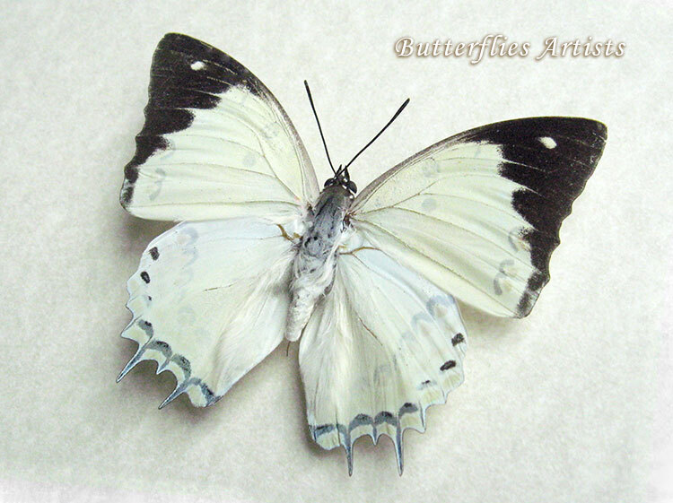 Jeweled Nawab Polyura Delphis Butterfly Framed Entomology Collectible Shadowbox - $59.99