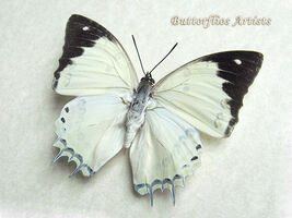 Jeweled Nawab Polyura Delphis Butterfly Framed Entomology Collectible Shadowbox - $59.99