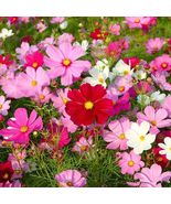 100 Seeds Cosmos Mixed Colours, annual - $5.00