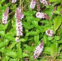 New Spearmint 150+ Fresh Seeds From Usa Shipping - £4.23 GBP