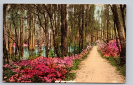 Vintage Cypress Gardens Charleston South Carolina Postcard forest pathway - £3.87 GBP