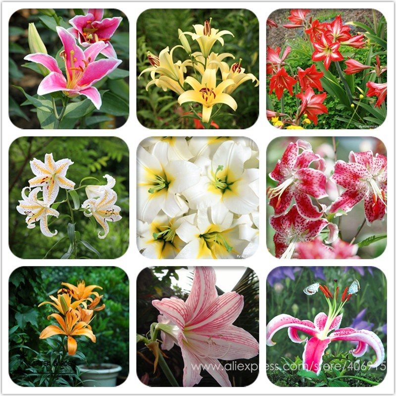 SL Heirloom Lilium Lily Flower Fragrant Perennial Flower Cheap Optimized... - $0.85