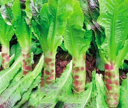 30 Red Skin Asparagus Lettuce Vegetables Seeds for Garden - $10.00