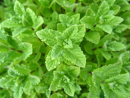 1000 Seeds Peppermint Mint Non Gmo - £10.46 GBP