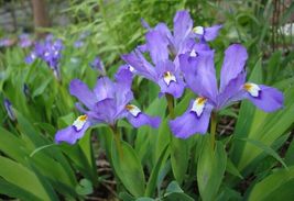 Bare Root Live Garden Plant Dwarf Crested Iris Cristata Perennial  - £35.01 GBP