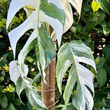 Epipremnum Giganteum Marble Starter Plant 2 Plants Fresh Garden - $39.00
