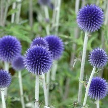 25 Blue Globe Thistle Flower Seeds US Seller Fast Shipping - £5.62 GBP