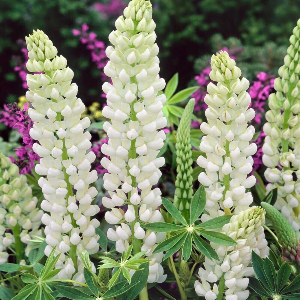25 Noble Maiden Lupine Seeds Flower Perennial Flowers Hardy Seed Fresh G... - $9.78