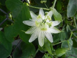 Passiflora Subpeltata Passionflower Exotic Seeds Grown In Usa Gardening - $17.98