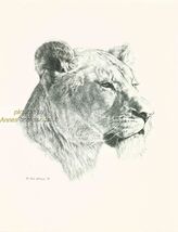 # 94 LIONESS  portrait * wildlife  art print * pen &amp; ink drawing by Jan ... - $12.50