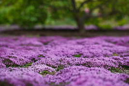 Creeping Thyme Purple Lavender Ground Cover Thymus Serpyllum 200 Seeds - £7.28 GBP