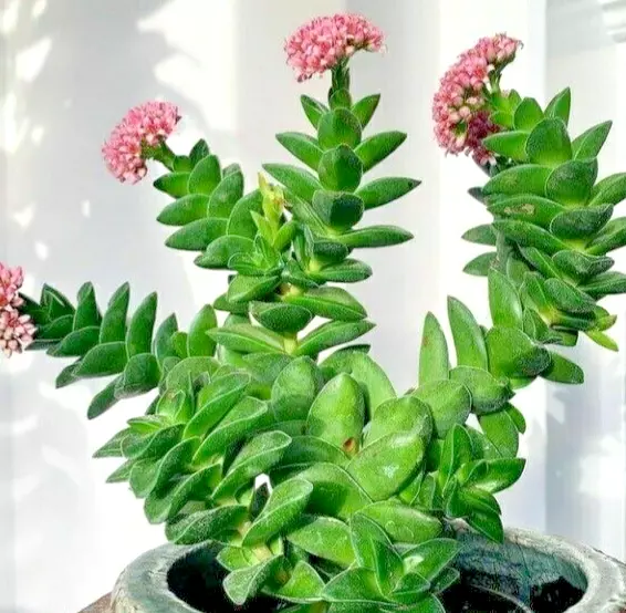Succulent Crassula Springtime BRIDES BOUQUET 1 Live Rooted Plant Larger ... - $513.98 MXN