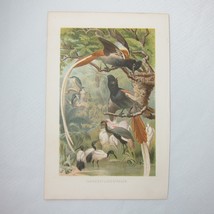 Antique Bird Print Lithograph Paradise Flycatcher Birds 1882 RARE - £23.71 GBP