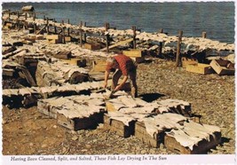 Nova Scotia Postcard Cod Fish Salted &amp; Drying On The Beach Flakes In The... - £2.73 GBP