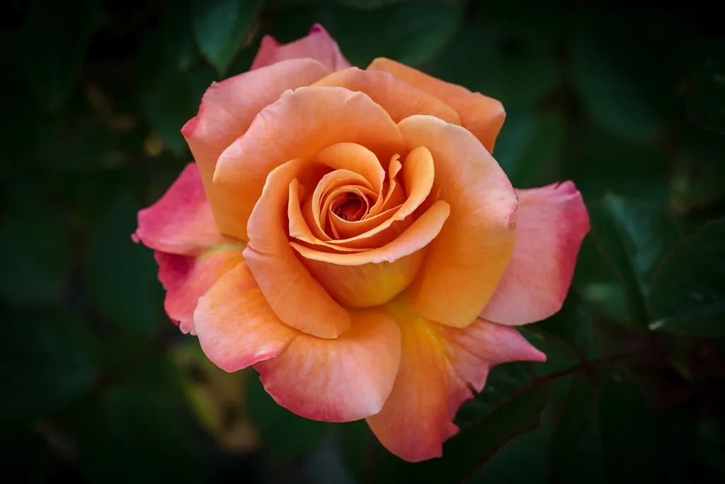 Orange Pink Flower Arizona Rose Live Plants  - $89.95
